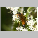 Cosmoconus sp - Schlupfwespe m01b 11mm - Sandgrube Niedringhaussee det06.jpg